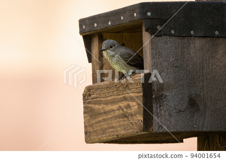 Spotted flycatcher sitting in nesting box in summer Spotted flycatcher sitting in nesting box in summer 94001654