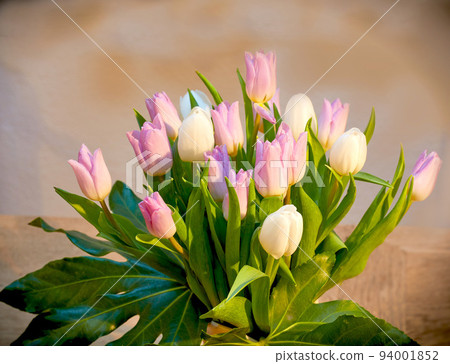 Beautiful bouquet of tulips on a living room table. Pretty flowers in a vase for house decoration. Pink and white tulip flowering plants with green stem used as home ornaments to brighten up a room 94001852
