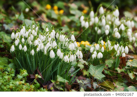 A Close up of a beautiful, white and green flower in the forest. The snowdrop or common snowdrop is the first to bloom in spring. Symbol that tells us winter is leaving and warmer times are ahead. A Close up of a beautiful, white and green flower in the forest. The snowdrop or common snowdrop is the first to bloom in spring. Symbol that tells us winter is leaving and warmer times are ahead. 94002167