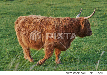 Highland cow walks on green summer field.Shaggy bovine with red fur strolling in the meadow. Side view of Isolated bull with long horns moving away from the camera. 94002206
