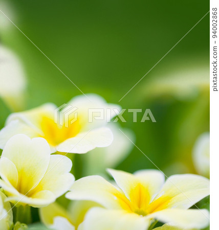Spring flowers, leaf and green mockup of a primrose with in a garden or nature environment. Flower growth, plant life and floral plants growing in a natural background park field with mock up Spring flowers, leaf and green mockup of a primrose with in a garden or nature environment. Flower growth, plant life and floral plants growing in a natural background park field with mock up 94002868