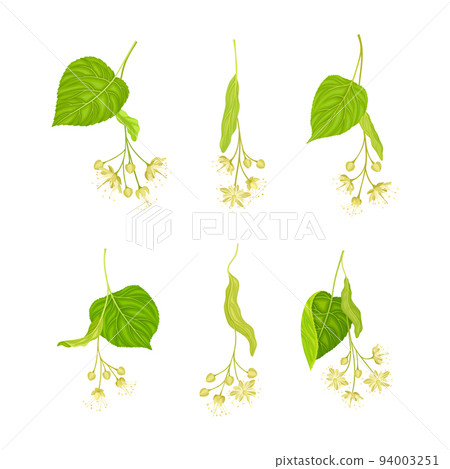 Linden or Tilia Species with Green Cordate Leaves and Fragrant Yellowish-white Flowers Vector Set Linden or Tilia Species with Green Cordate Leaves and Fragrant Yellowish-white Flowers Vector Set 94003251
