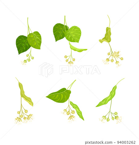Linden or Tilia Species with Green Cordate Leaves and Fragrant Yellowish-white Flowers Vector Set Linden or Tilia Species with Green Cordate Leaves and Fragrant Yellowish-white Flowers Vector Set 94003262