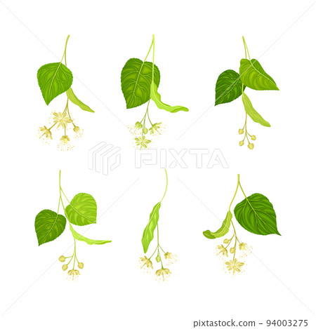 Linden or Tilia Species with Green Cordate Leaves and Fragrant Yellowish-white Flowers Vector Set Linden or Tilia Species with Green Cordate Leaves and Fragrant Yellowish-white Flowers Vector Set 94003275