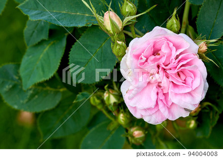 Beautiful pink dog rose and buds on a tree in a garden. Closeup of a pretty rosa canina flower growing between green leaves in nature. Closeup of petals blossoming and blooming on floral plant Beautiful pink dog rose and buds on a tree in a garden. Closeup of a pretty rosa canina flower growing between green leaves in nature. Closeup of petals blossoming and blooming on floral plant 94004008