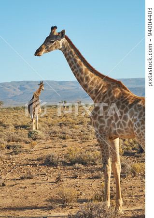 Giraffes in the safari outdoors in the wild on a hot summer day. Wildlife conservation national park with wild animals walking on dry desert sand in Africa. A long neck mammal in the savannah region Giraffes in the safari outdoors in the wild on a hot summer day. Wildlife conservation national park with wild animals walking on dry desert sand in Africa. A long neck mammal in the savannah region 94004403