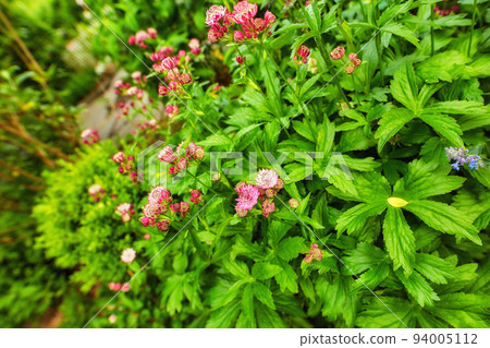 Green bush with bright colorful flowers blooming on a beautiful spring day. Lush and vibrant plants blossoming outdoors in a garden or in nature. Magnificent foliage growing in a yard in summer 94005112