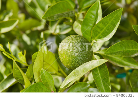 Closeup of a healthy and fresh green fruit growing in a calming outdoor garden. A ripe and vibrant colorful citrus lime that is perfect for a well balanced diet and clean eating lifestyle 94005323