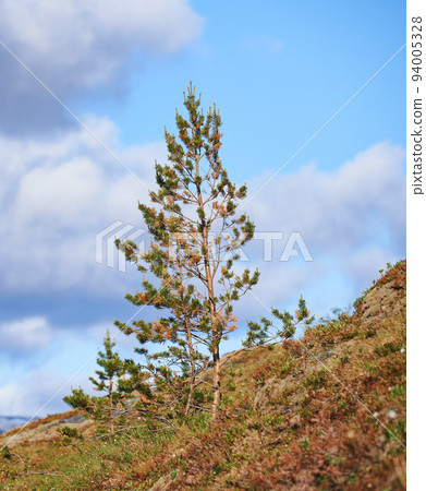 Landscape view of pine, fir or cedar trees growing on a hill with a blue sky background, copy space, clouds. Wood trees in remote coniferous forest. Environmental nature conservation of resin plants Landscape view of pine, fir or cedar trees growing on a hill with a blue sky background, copy space, clouds. Wood trees in remote coniferous forest. Environmental nature conservation of resin plants 94005328