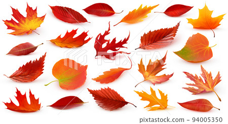 Isolated red autumn tree leaves collection 94005350