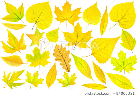 Collection of 25 isolated yellow autumn tree leaves Collection of 25 isolated yellow autumn tree leaves 94005351