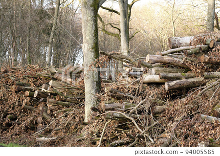 Brown landscape of pine wood stacks piled in a quiet forest on a winter day outside for nature copy space. A tree trunk, old leaf and branch in a natural barrier in rural woodland for sawmill timber 94005585