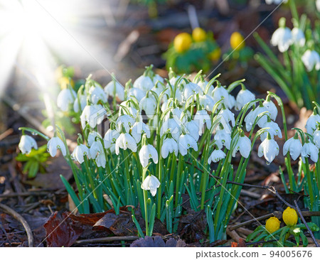 Bunch of snowdrop flowers growing in a meadow or blossoming in a forest with a sun flare background. Delicate white blooms in a garden or woodland in spring. Galanthus nivalis plants with copy space 94005676