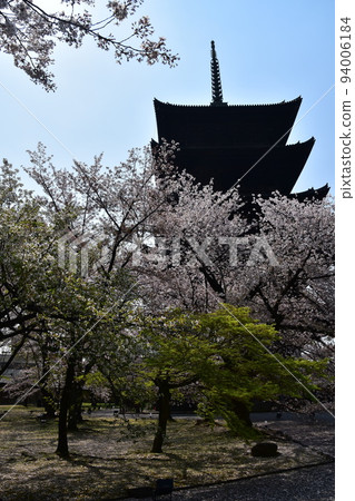日本京都府京都市,春天的東寺,盛開的櫻花和國寶五層塔 日本京都府京都市,春天的東寺,盛開的櫻花和國寶五層塔 94006184