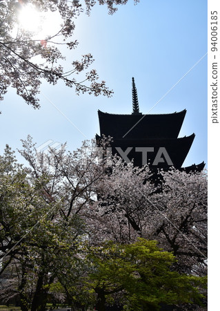 Kyoto City, Kyoto Prefecture, Japan, Toji Temple in spring, cherry blossoms in full bloom and a national treasure five-storied pagoda Kyoto City, Kyoto Prefecture, Japan, Toji Temple in spring, cherry blossoms in full bloom and a national treasure five-storied pagoda 94006185
