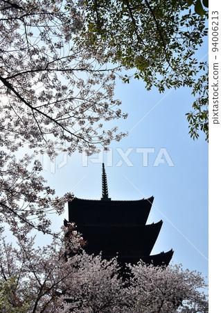 Kyoto City, Kyoto Prefecture, Japan, Toji Temple in spring, cherry blossoms in full bloom and a national treasure five-storied pagoda 94006213