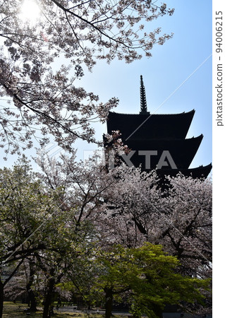 Kyoto City, Kyoto Prefecture, Japan, Toji Temple in spring, cherry blossoms in full bloom and a national treasure five-storied pagoda Kyoto City, Kyoto Prefecture, Japan, Toji Temple in spring, cherry blossoms in full bloom and a national treasure five-storied pagoda 94006215