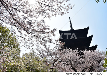 Kyoto City, Kyoto Prefecture, Japan, Toji Temple in spring, cherry blossoms in full bloom and a national treasure five-storied pagoda Kyoto City, Kyoto Prefecture, Japan, Toji Temple in spring, cherry blossoms in full bloom and a national treasure five-storied pagoda 94006223