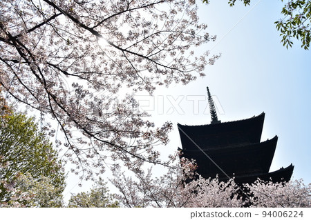 Kyoto City, Kyoto Prefecture, Japan, Toji Temple in spring, cherry blossoms in full bloom and a national treasure five-storied pagoda Kyoto City, Kyoto Prefecture, Japan, Toji Temple in spring, cherry blossoms in full bloom and a national treasure five-storied pagoda 94006224