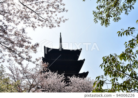 Kyoto City, Kyoto Prefecture, Japan, Toji Temple in spring, cherry blossoms in full bloom and a national treasure five-storied pagoda Kyoto City, Kyoto Prefecture, Japan, Toji Temple in spring, cherry blossoms in full bloom and a national treasure five-storied pagoda 94006226
