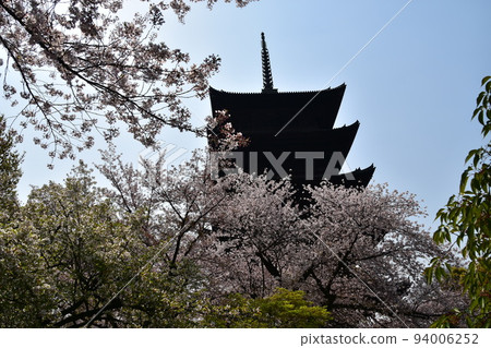 日本京都府京都市,春天的東寺,盛開的櫻花和國寶五層塔 日本京都府京都市,春天的東寺,盛開的櫻花和國寶五層塔 94006252