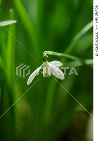 Single white common snowdrop flower growing against a green copy space background in a remote field. Closeup Galanthus nivalis blossoming, blooming and flowering in a meadow or home backyard garden 94006456