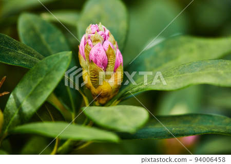 Spring has sprung. Rhododendron Flowers in my garden. 94006458
