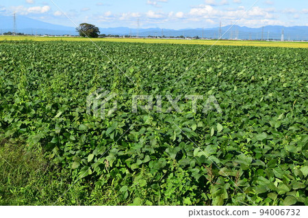 山形縣鶴岡市的豆田特產 94006732