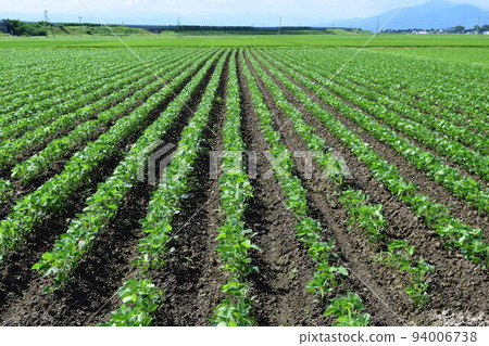 山形縣鶴岡市的豆田特產 山形縣鶴岡市的豆田特產 94006738