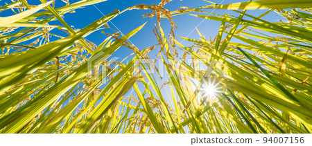"Saitama Prefecture" Harvest rice ears and blue sky, autumn 94007156