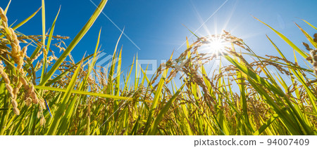 “埼玉縣”收穫稻穗和藍天，秋天 94007409