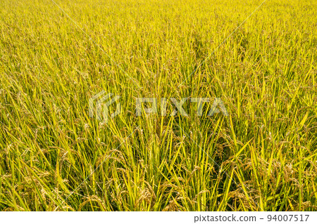 "Saitama Prefecture" Harvest rice ears and blue sky, autumn "Saitama Prefecture" Harvest rice ears and blue sky, autumn 94007517