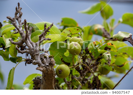 Young fruit of pear Young fruit of pear 94007547