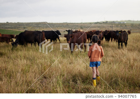 Sustainability, agriculture and farming with little girl playing with cattle on a farm, explore nature outdoors. Child on adventure in pasture with animal, carefree and enjoy childhood in countryside 94007765