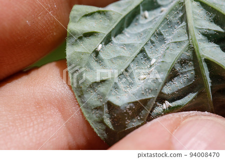 Insect pests, aphid, on the shoots and fruits of plants, Spider mite on flowers. Pepper leaves attacked by malicious insects. Insect pests, aphid, on the shoots and fruits of plants, Spider mite on flowers. Pepper leaves attacked by malicious insects. 94008470