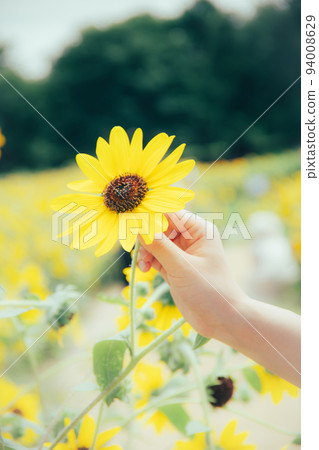 sunflower and hand 94008629