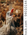 Close up shot of Seriema bird squawking 94010144