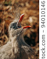 Close up shot of Seriema bird squawking 94010146