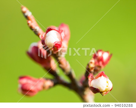 Nature, plant and flowers against a green background during the growth, blooming and development stage. Beauty, zen and hope of a growing plum tree in a sustainable environment or garden in spring 94010288