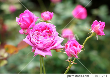 粉紅色的洋紅色玫瑰花 粉紅色的洋紅色玫瑰花 94011261