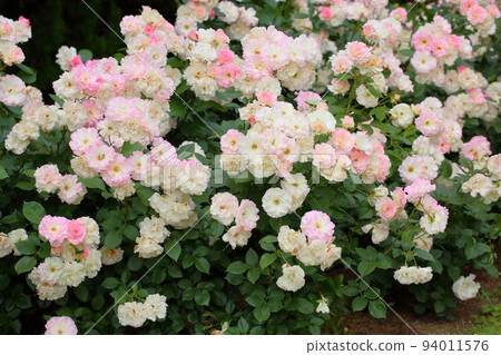 玫瑰花朵瑪蒂爾達 94011576