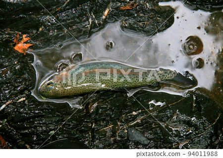 在山澗中捕獲的美麗的野生虹鱒魚 在山澗中捕獲的美麗的野生虹鱒魚 94011988