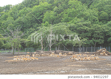 北海道的Ezoshika 北海道的Ezoshika 94012297