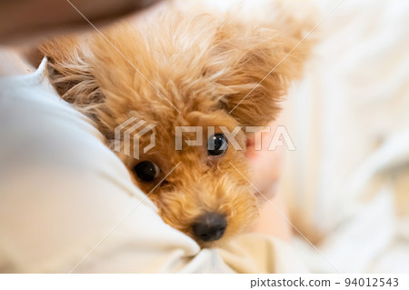 pet toy poodle teacup poodle pet dog pet toy poodle teacup poodle pet dog 94012543