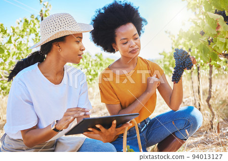 Agriculture, wine and farmer working on tablet app to monitor plant growth, development or sustainability in countryside vineyard or garden field. Workers or people with digital tech for fruit plant 94013127