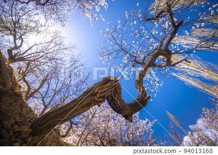 Colorful cherry blossoms blooming in spring on beautiful mountain background. 94013168