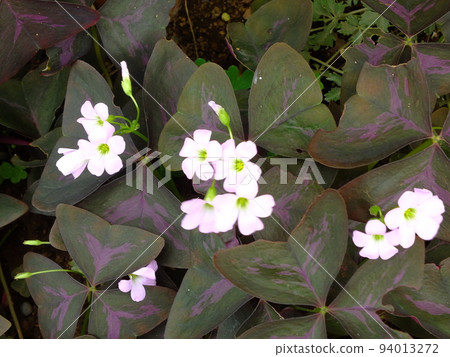 夏花酢漿草 94013272