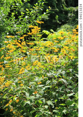 花園裡盛開的黃色花朵 94013834