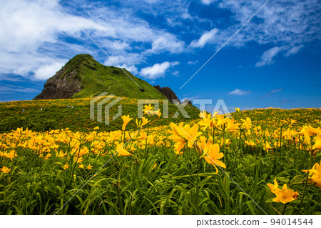 [Niigata Prefecture/Sado] Flower Island Ohnogame May-June 94014544