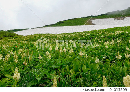 Northern Alps Tateyama/Tsurugidake flowers and landscapes 94015209